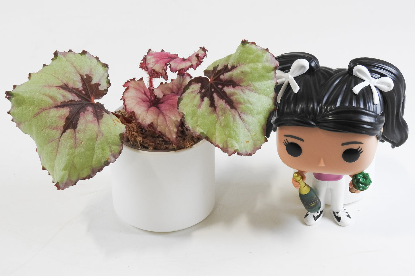 Begonia 'Kotobuki' *Growers Choice*