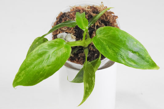 Philodendron Golden Dragon Variegated *Growers Choice*