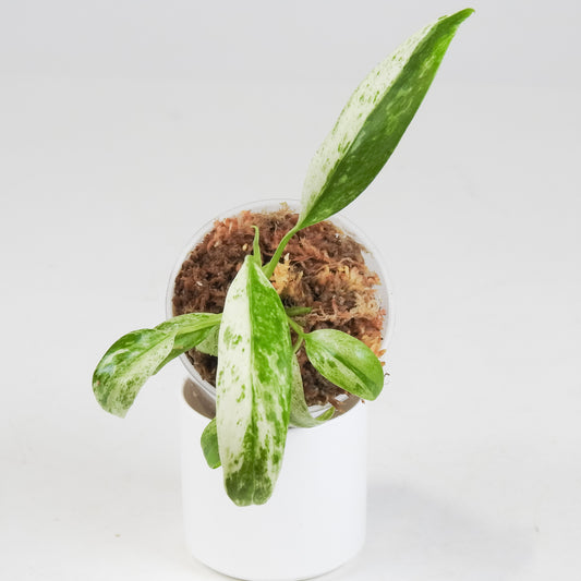 Epipremnum 'Giganteum' Albo *Growers Choice*