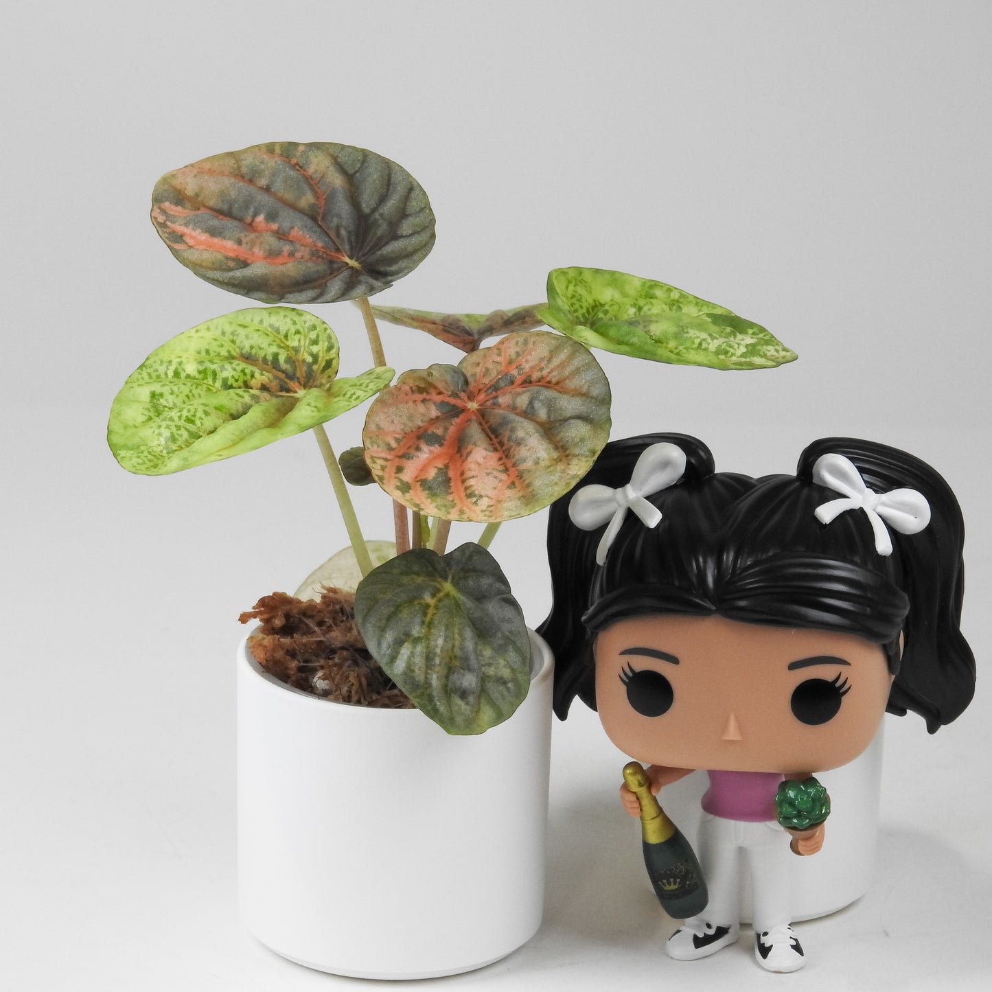 Peperomia 'Pink QQ Candy' (3501)