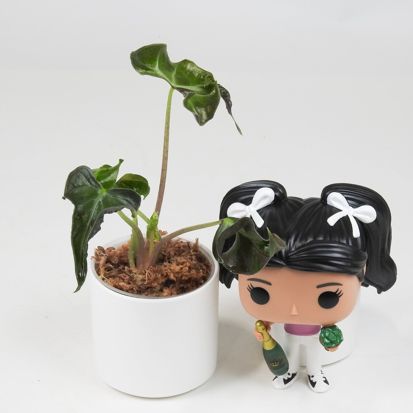 Alocasia 'Loco' (3508)