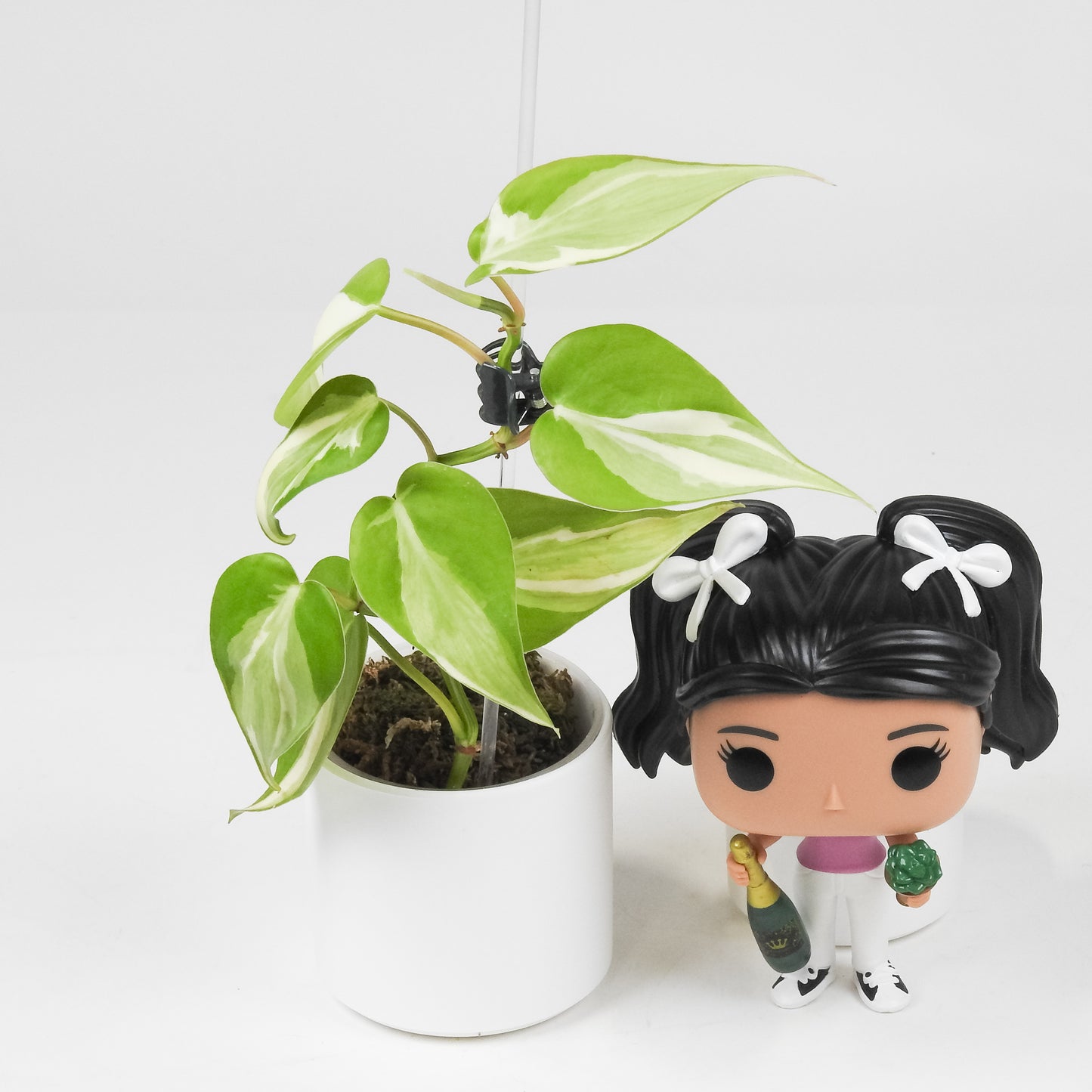 Philodendron Rio *Gabriella Plants Original* (3504)