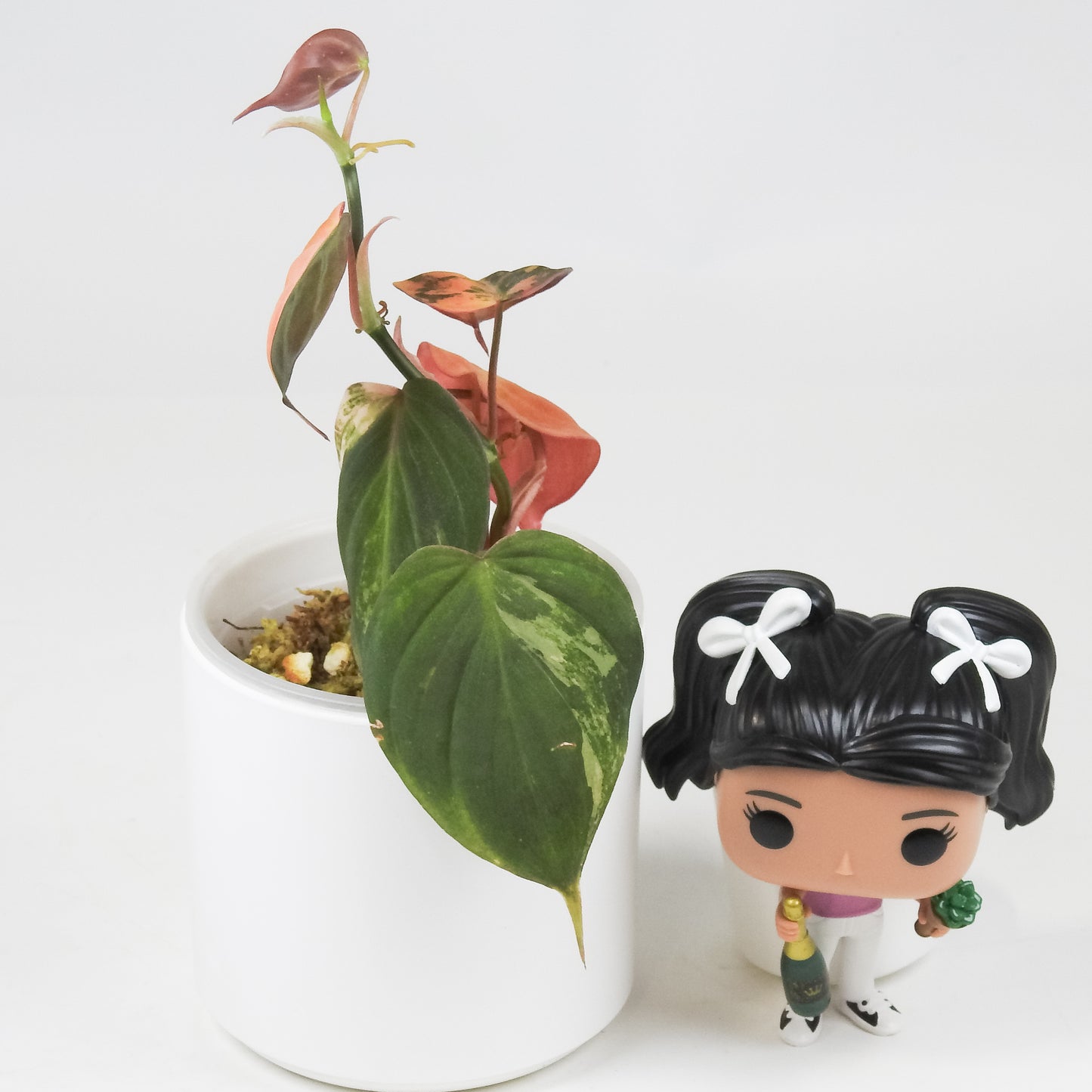Philodendron 'Micans' Aurea Variegated (3514)