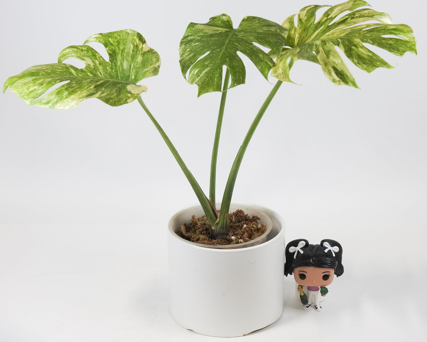 Monstera Deliciosa 'Legacy' (3518)