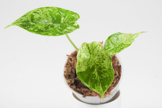 Alocasia 'Dragon Scale' Mint *Growers Choice*