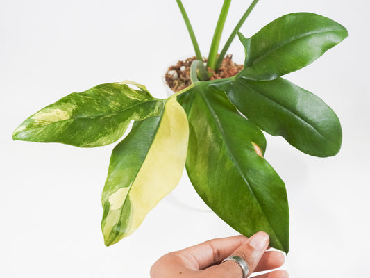 Thaumatophyllum Goldii Variegated (3720)