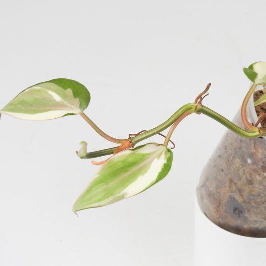 Philodendron Rio (Gabriella Plants Original) *Growers Choice*