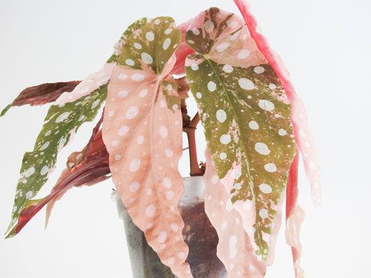 Begonia 'Maculata' Pink Variegated *two growth points* (3804)