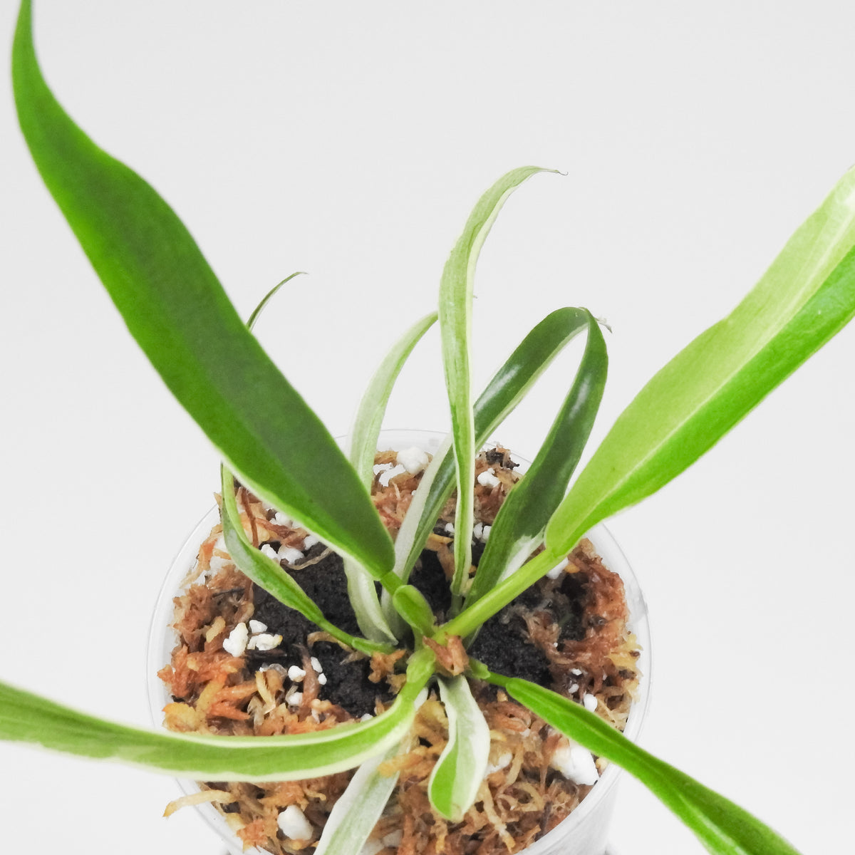 Philodendron 'Tortum' Albo Variegated (3800)