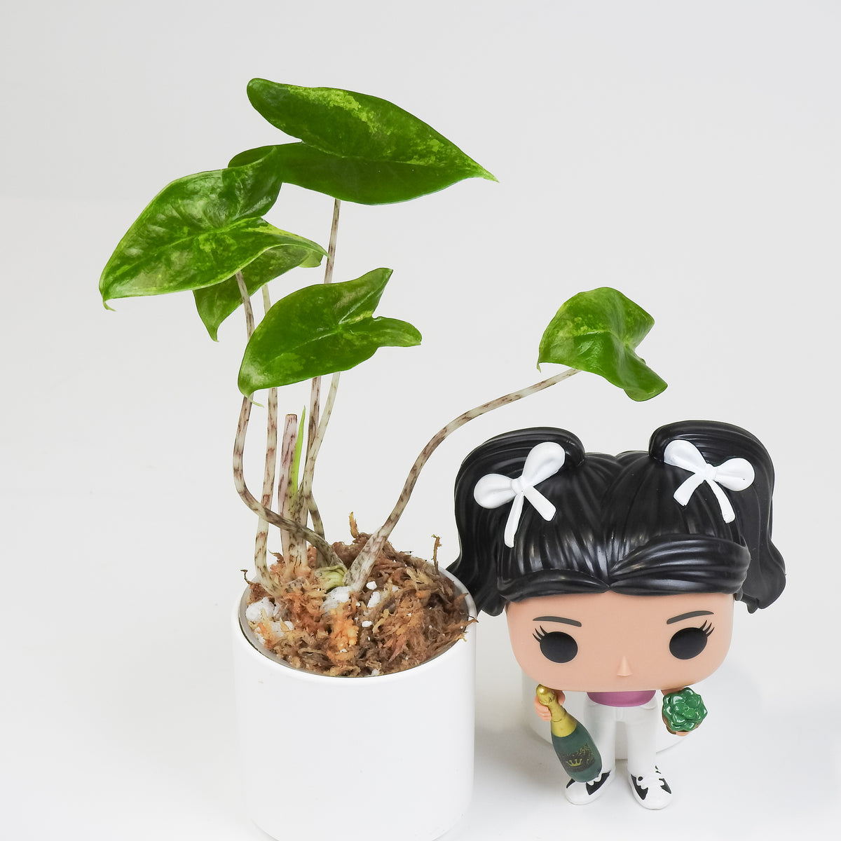 Alocasia 'Zebrina' Aurea (3808)