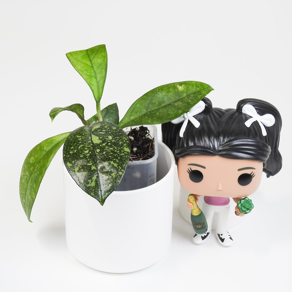 Hoya 'Crassipetiolata' Super Splash (3806)
