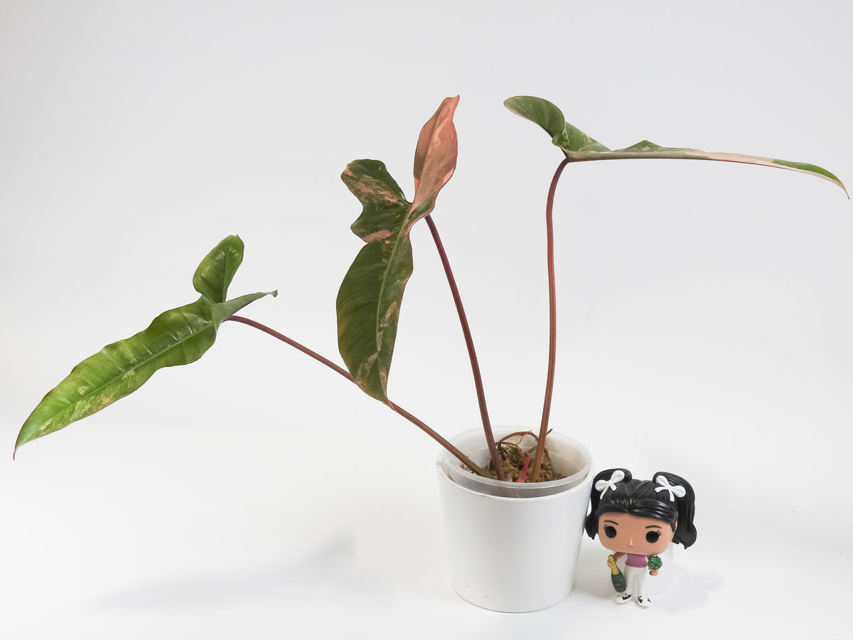 Philodendron 'Jennifer' (Florida Beauty x Billietiae) (3810)