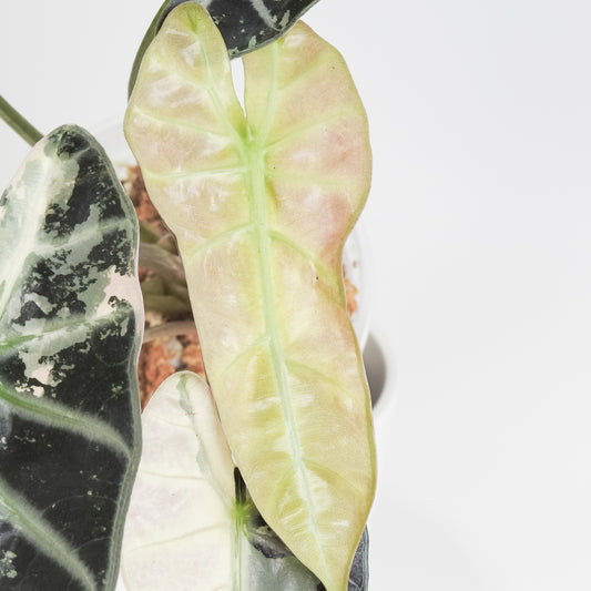 Alocasia 'Bambino' Pink (3817)
