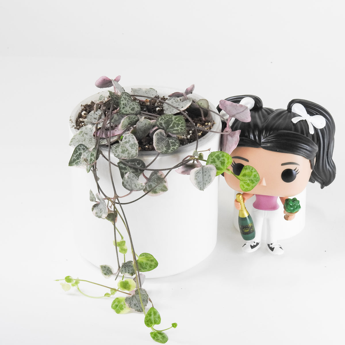 'Ceropegia Woodii' Variegata (String of Hearts Variegated) *Growers Choice*