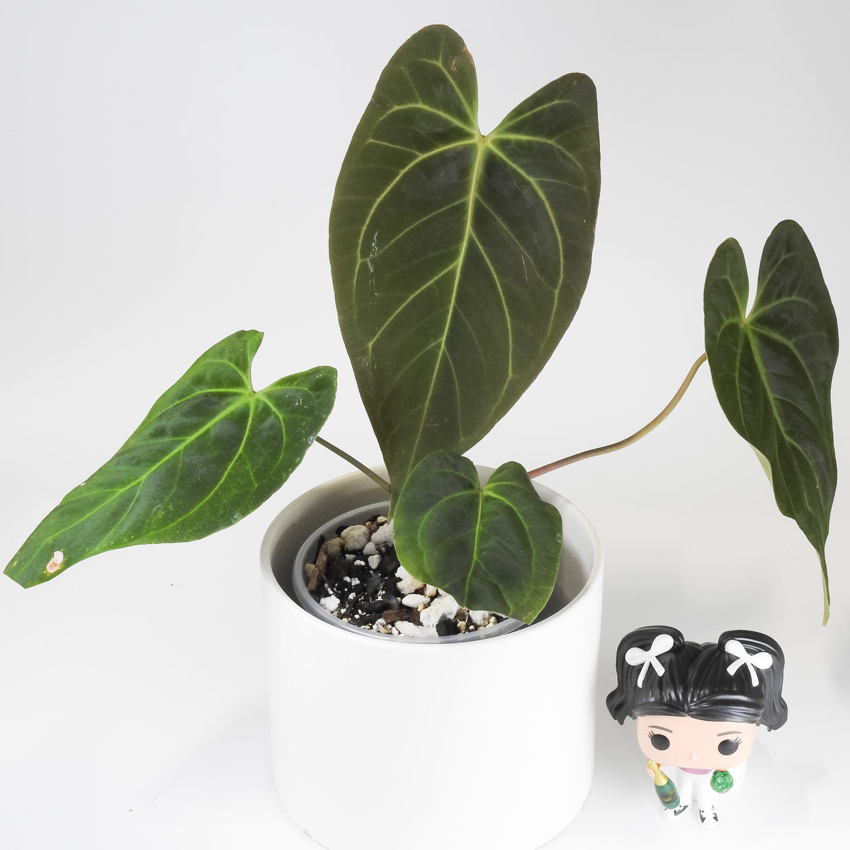 Anthurium Portillae x Besseae aff. (3918)