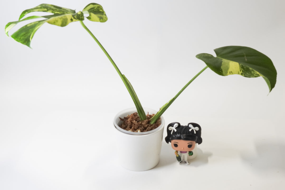 Monstera Deliciosa 'Masterpiece' (3919)