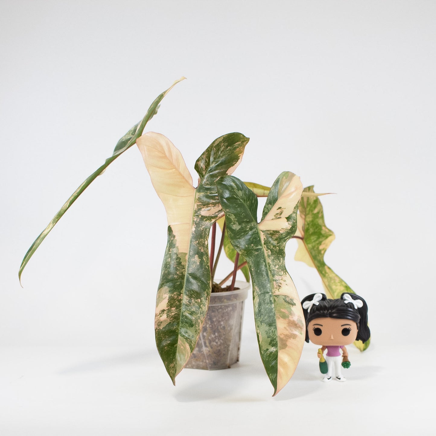 Philodendron Florida Beauty x Billietiae (2613)