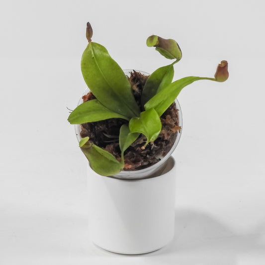 Nepenthes St. Gaya *Growers Choice*