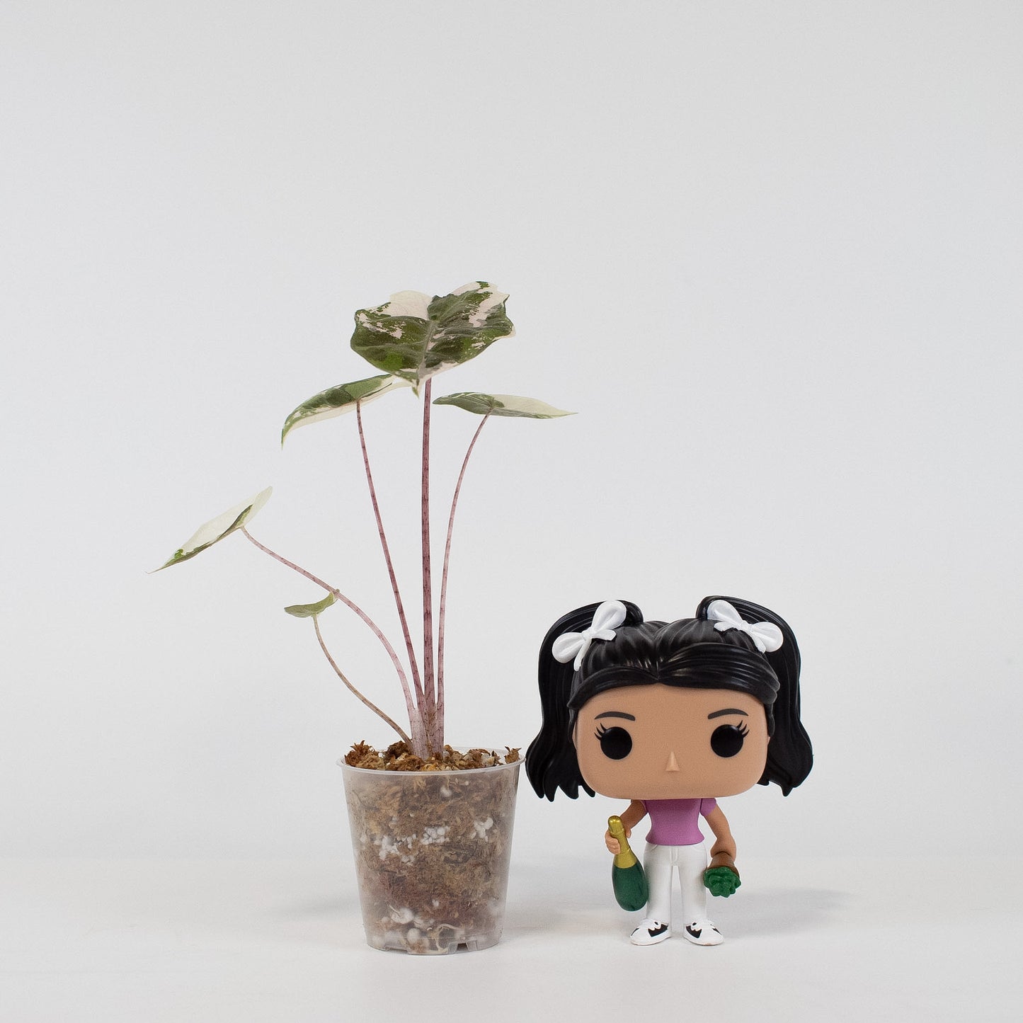Alocasia Psuedo Sanderiana Pink (2611)