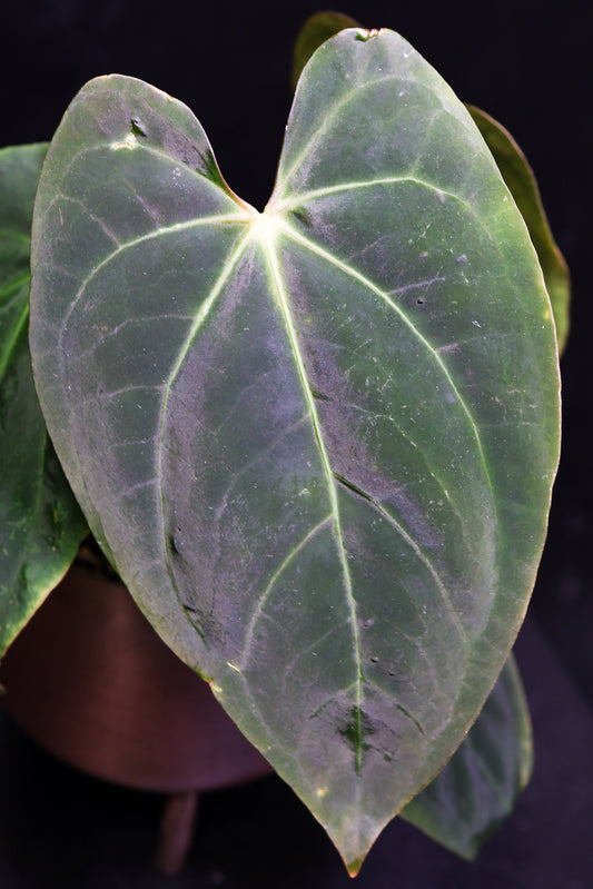 Anthurium Papillaminum X Carla (0808)