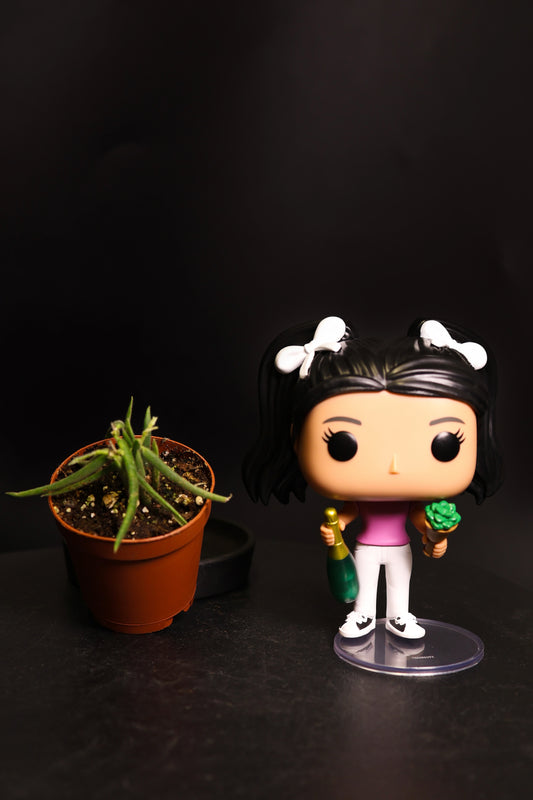 Hoya Linearis *Growers Choice* (0803)