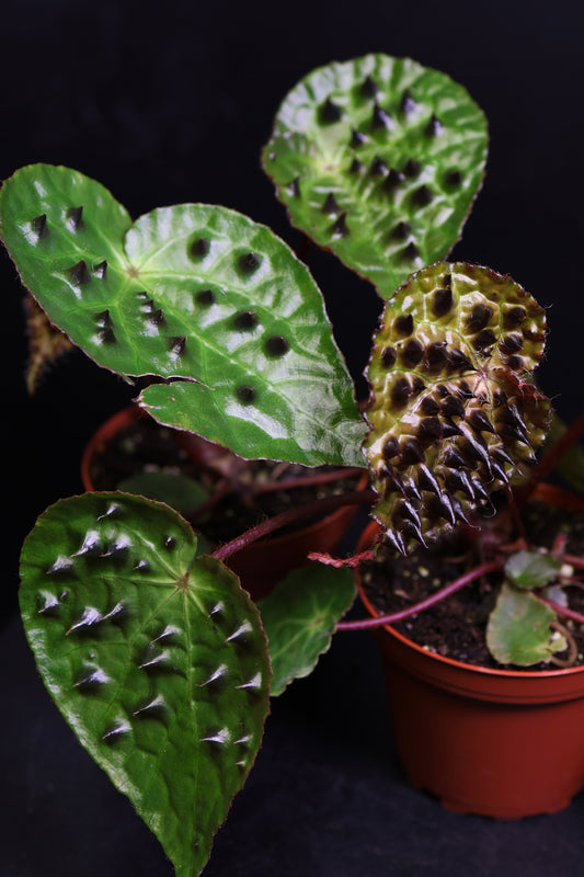 Begonia Ferox *Growers Choice* (0805)