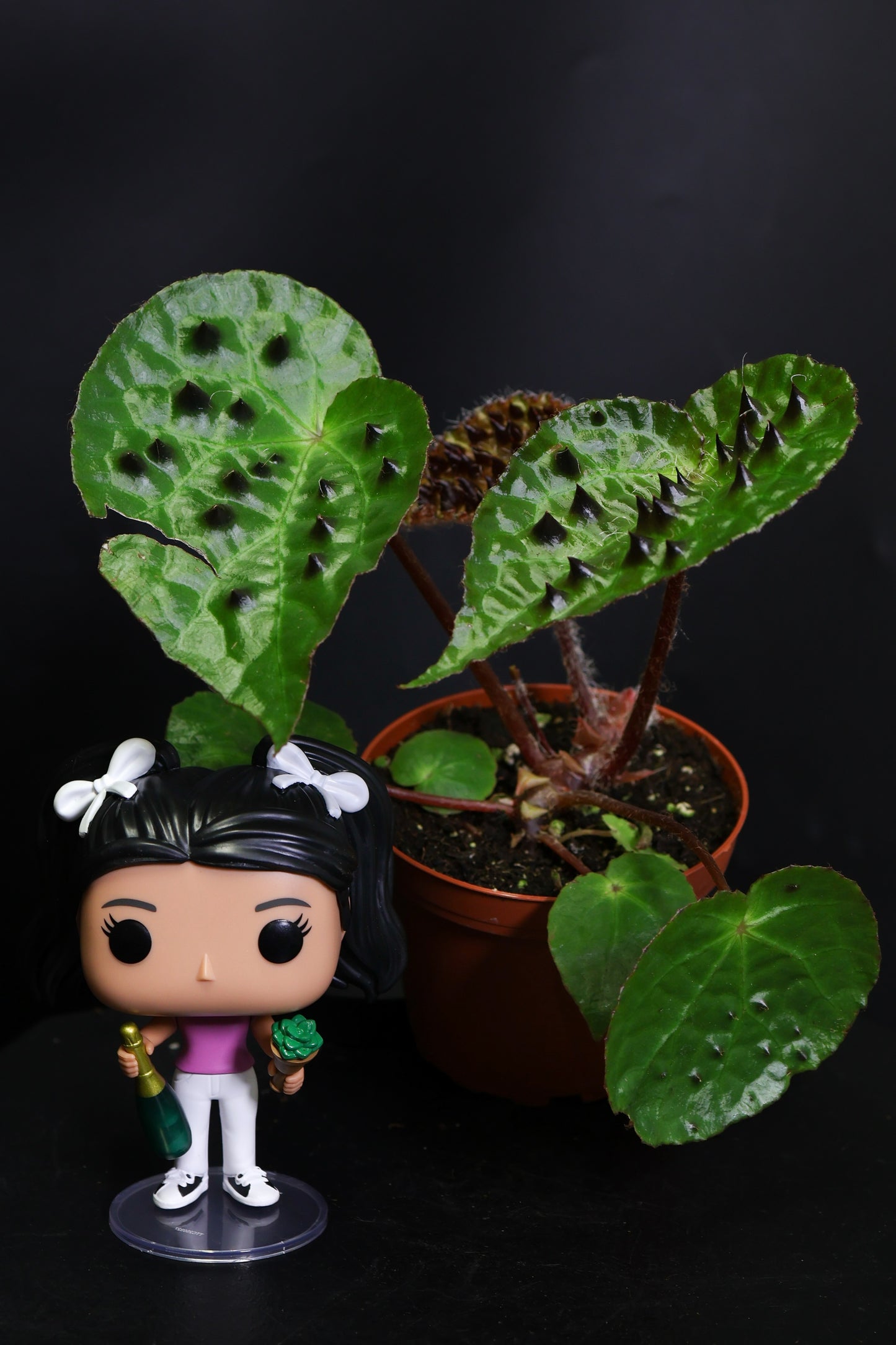 Begonia Ferox *Growers Choice* (0805)