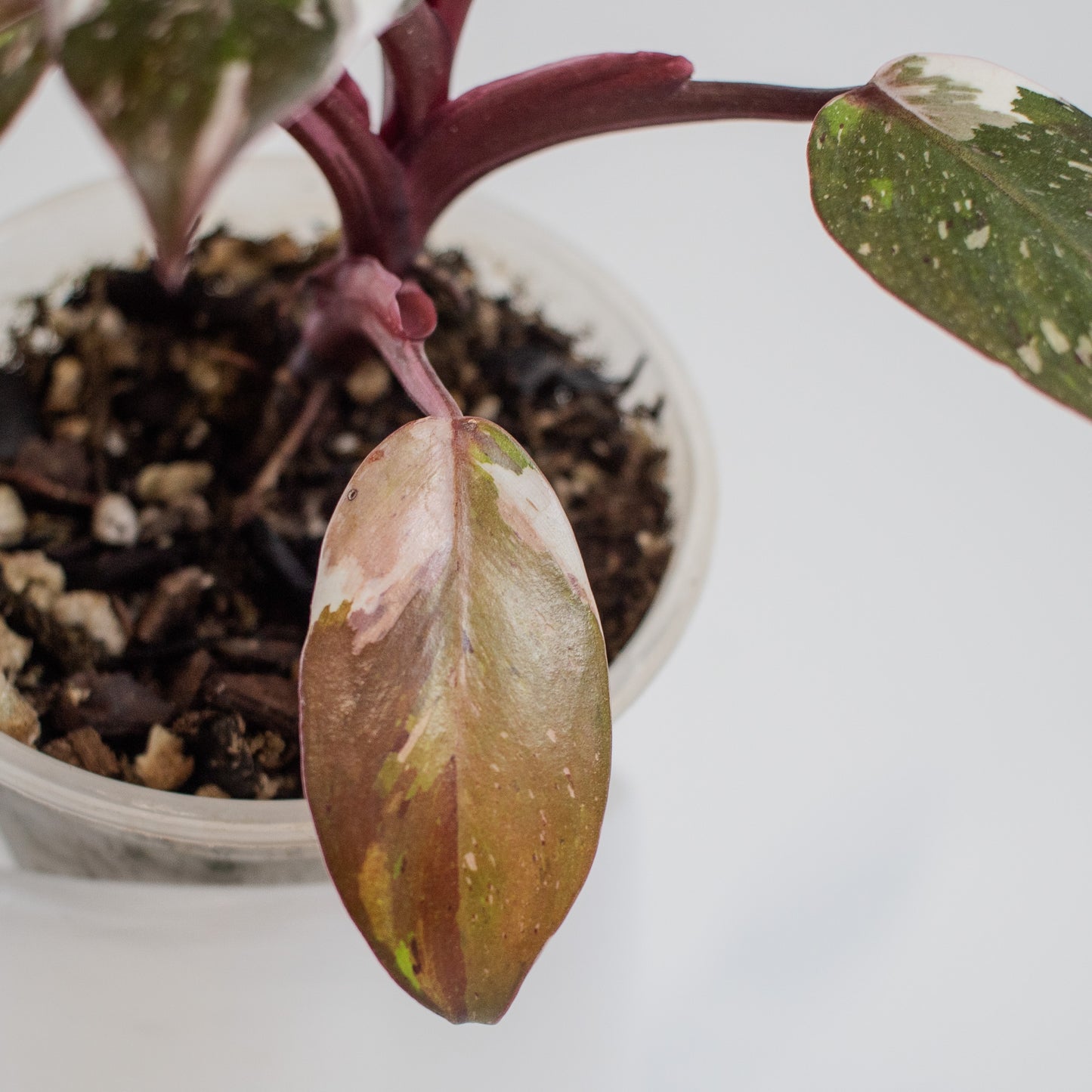 South American Philodendron Red Anderson Variegated (2206)