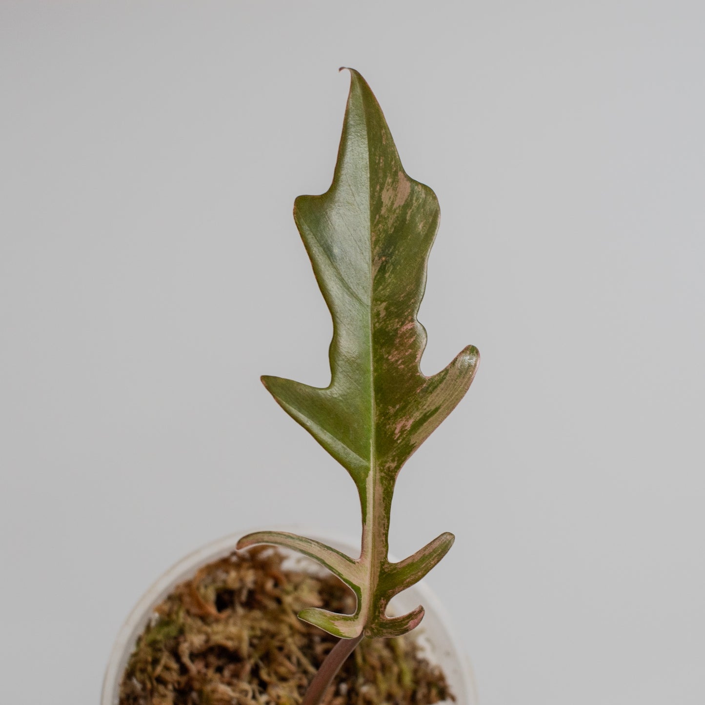 Philodendron Florida Beauty x Tortum Aurea Variegated (2208)