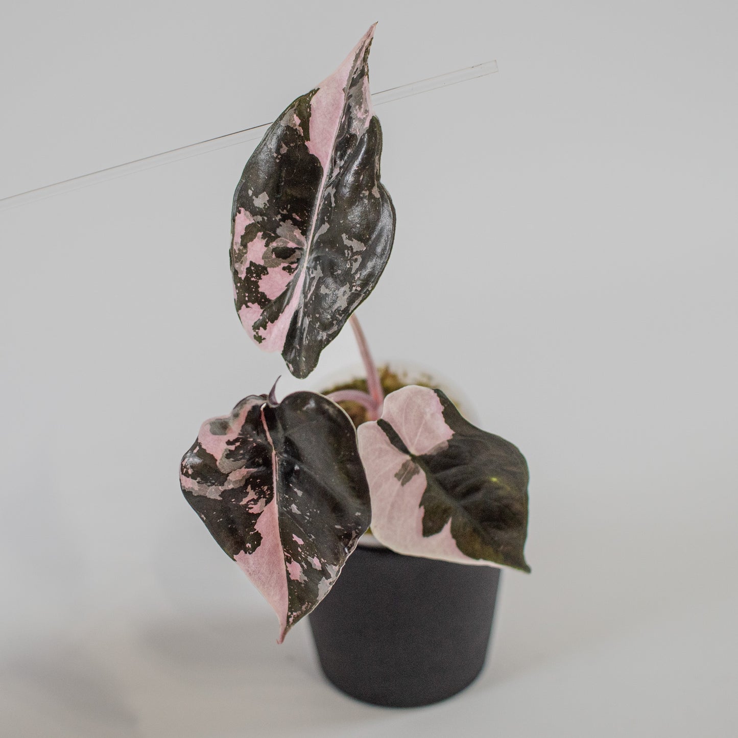 Alocasia 'Chantrieri' Albo/ Pink Variegated (2205)