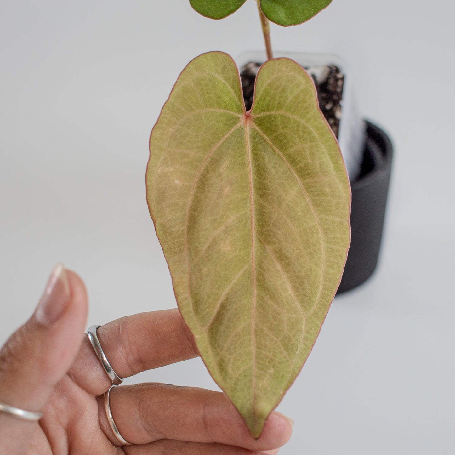 Anthurium Kunayalense x Dressleri (2217)