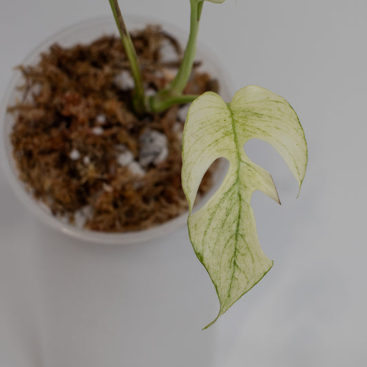 Rhaphidophora Tetrasperma Mint Variegated (2215)