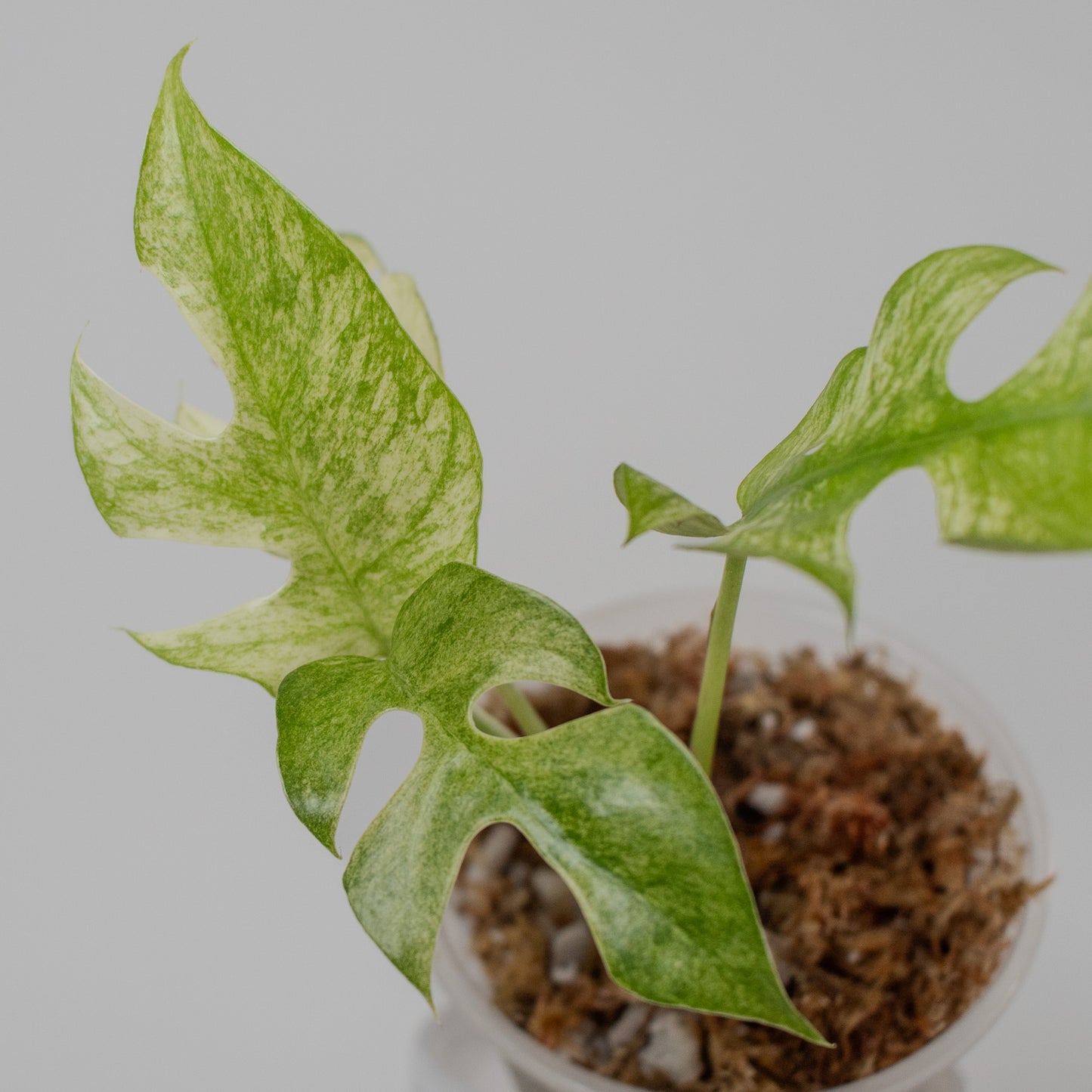Rhaphidophora Tetrasperma Mint Variegated (2215)