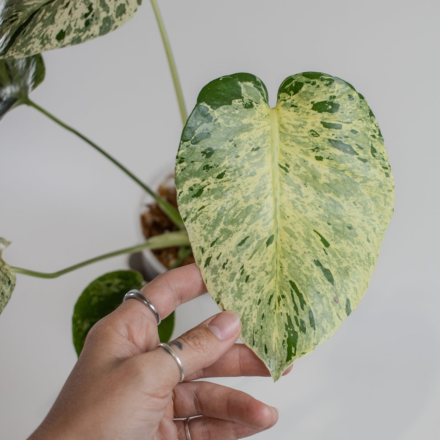 Monstera Deliciosa 'Vietciosa' (2211)