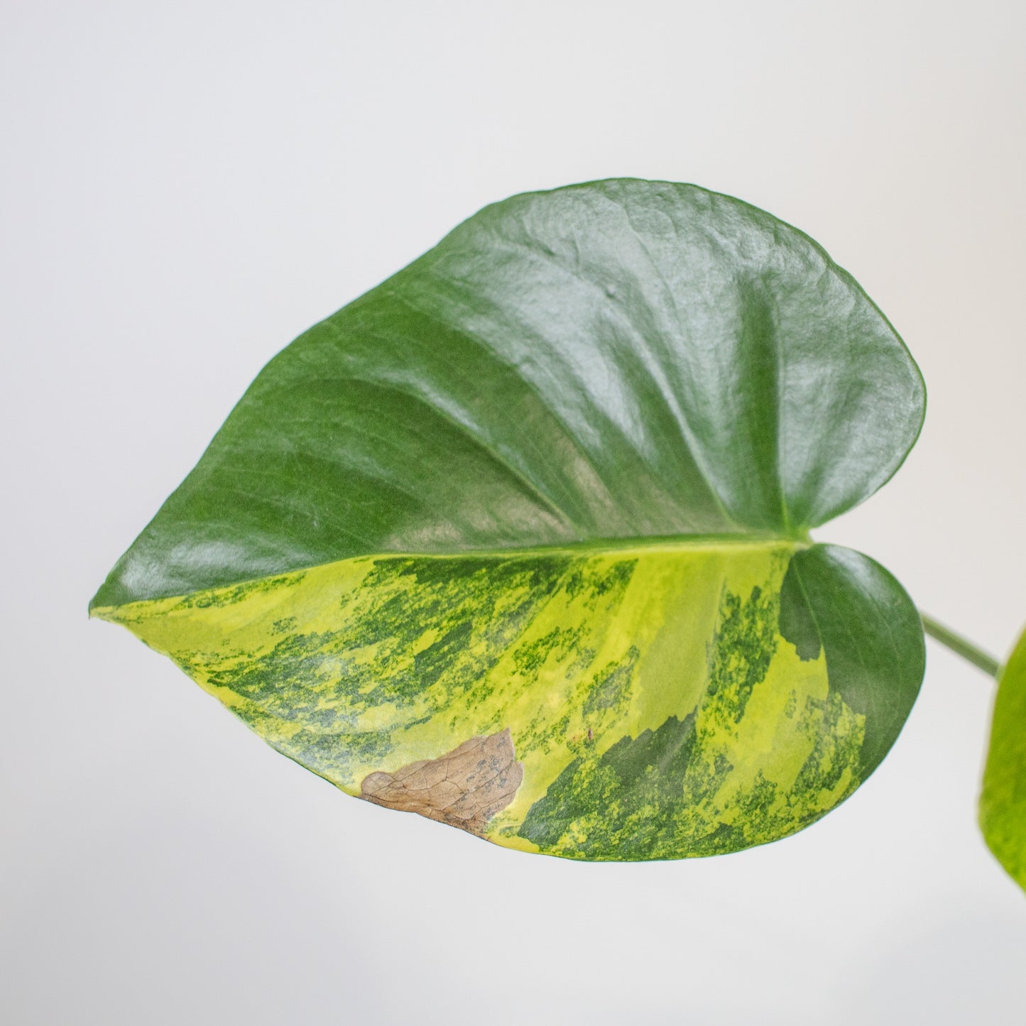 Monstera Deliciosa Aurea Tricolor (2210)
