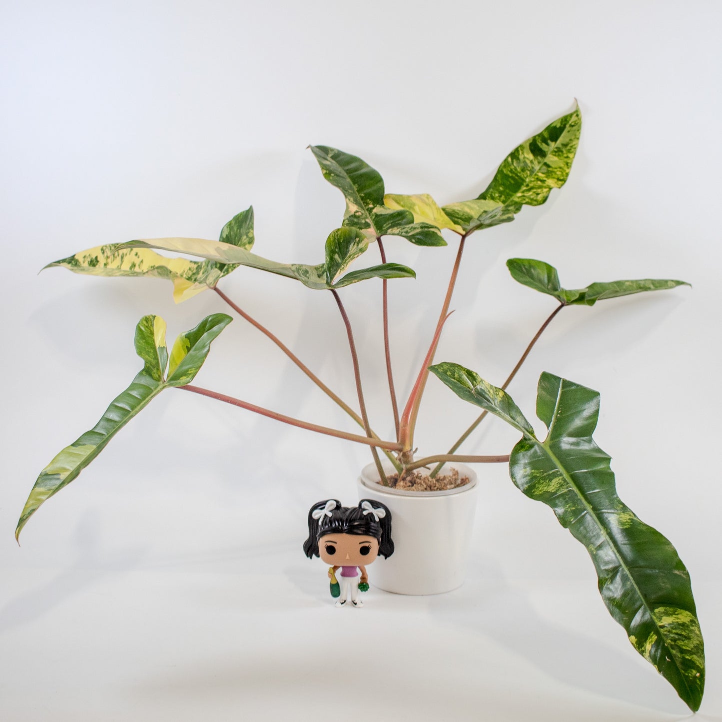 Philodendron Florida Beauty x Billietiae Variegated (2201)