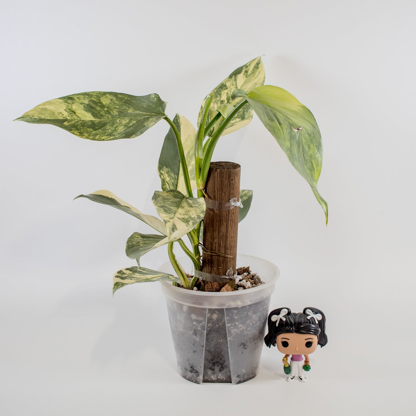 Philodendron Silver Sword Variegated (2200)