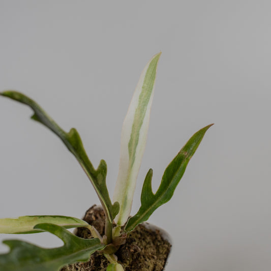 Philodendron 'Tortum' Albo Variegated (2317)