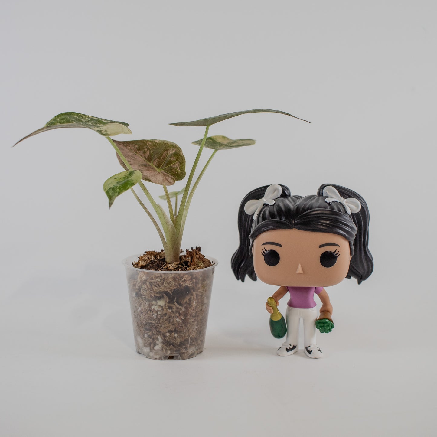 Alocasia Wentii Albo/Pink Variegated (2312)