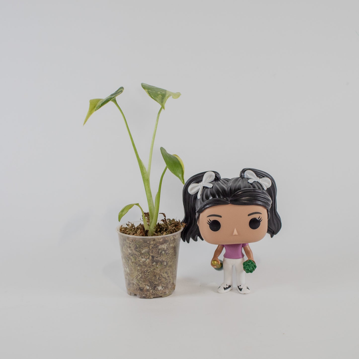 Monstera Deliciosa 'Electrolyte' (2302)