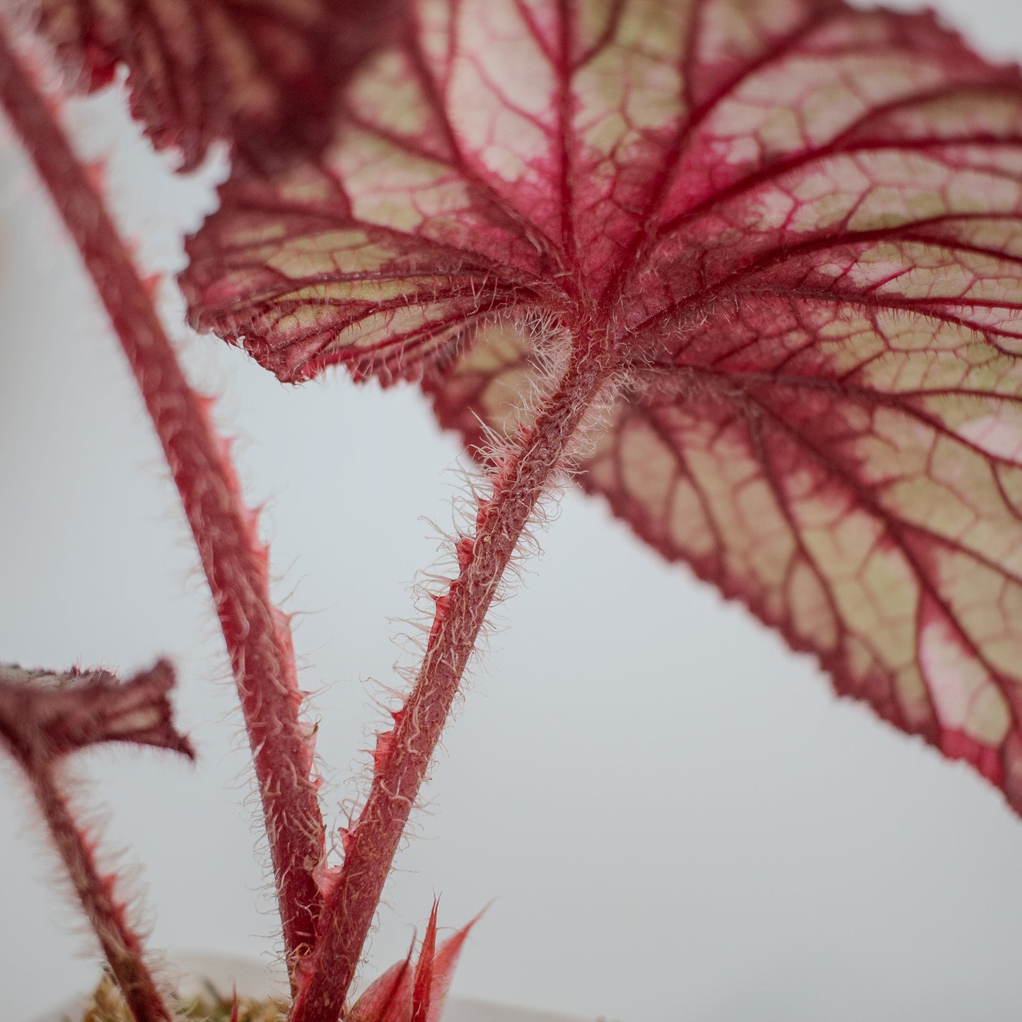 Begonia 'DS-Dolce Vita' Variegated (2301)