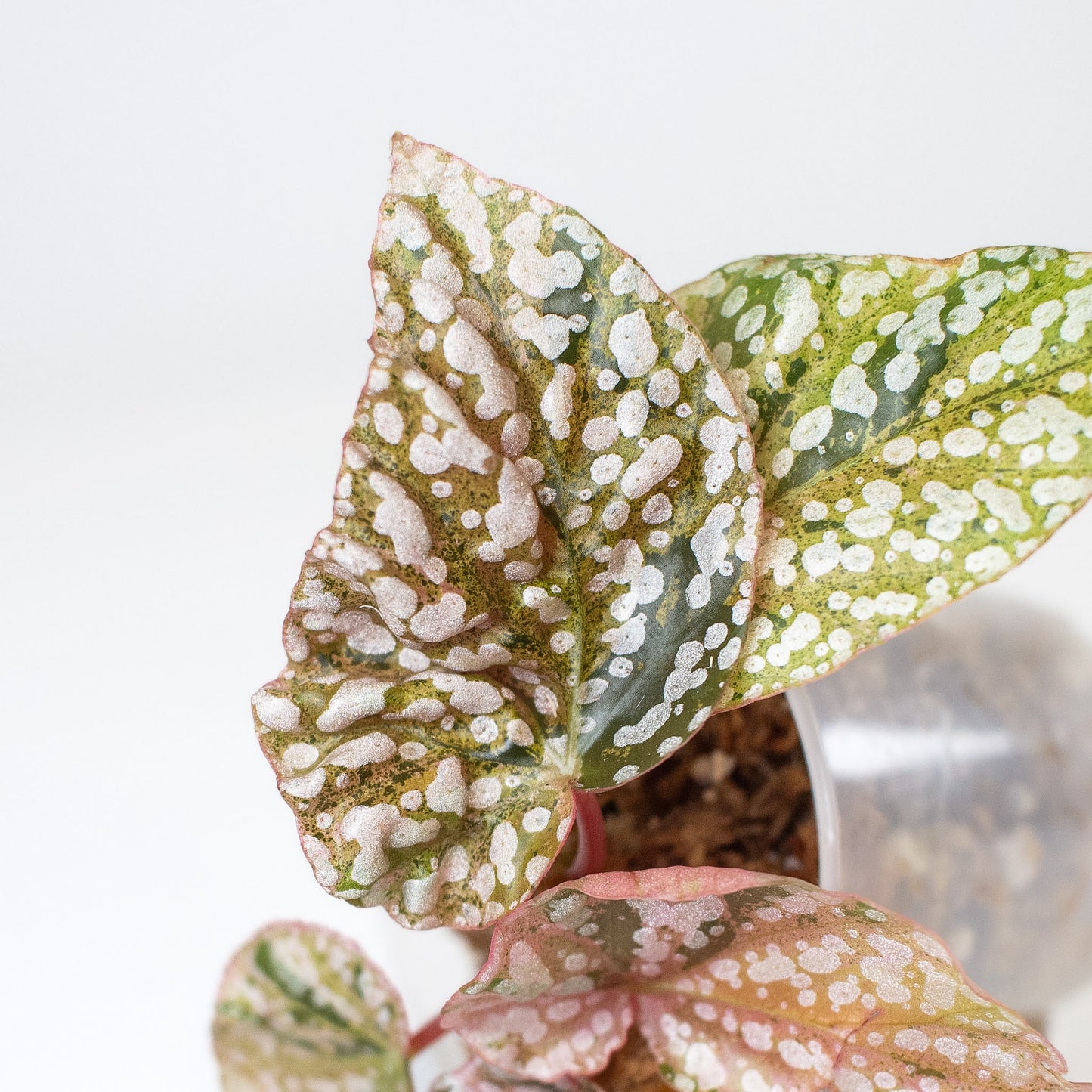Begonia 'Snow Capped' Variegated (2406)