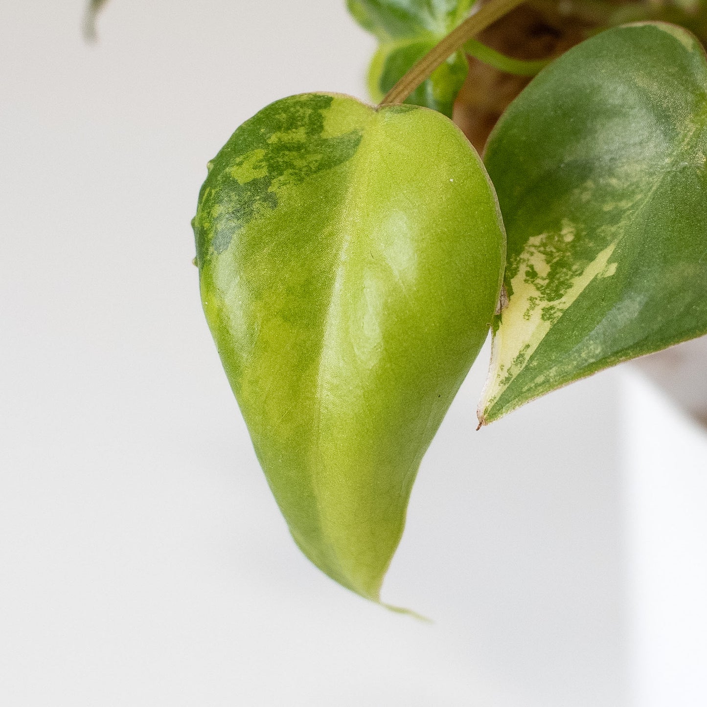 Philodendron Billietiae Variegated (2411)