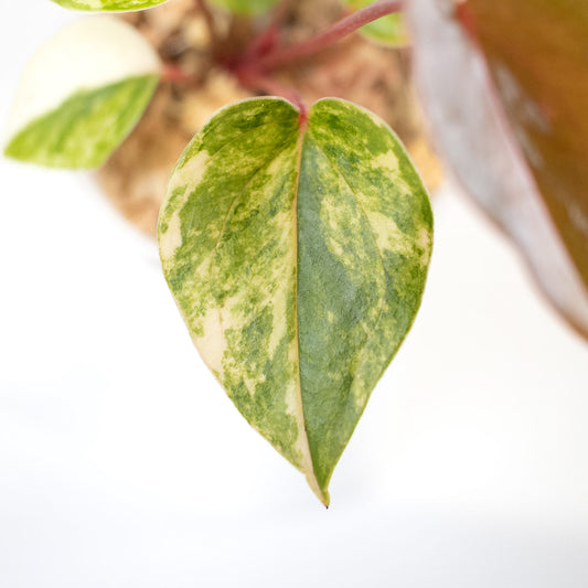 Anthurium Andraenum Variegated (2418)