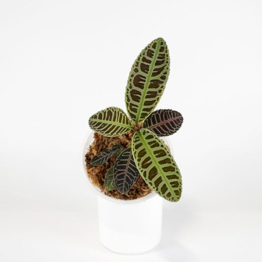 Labisia sp. Riau (2400)