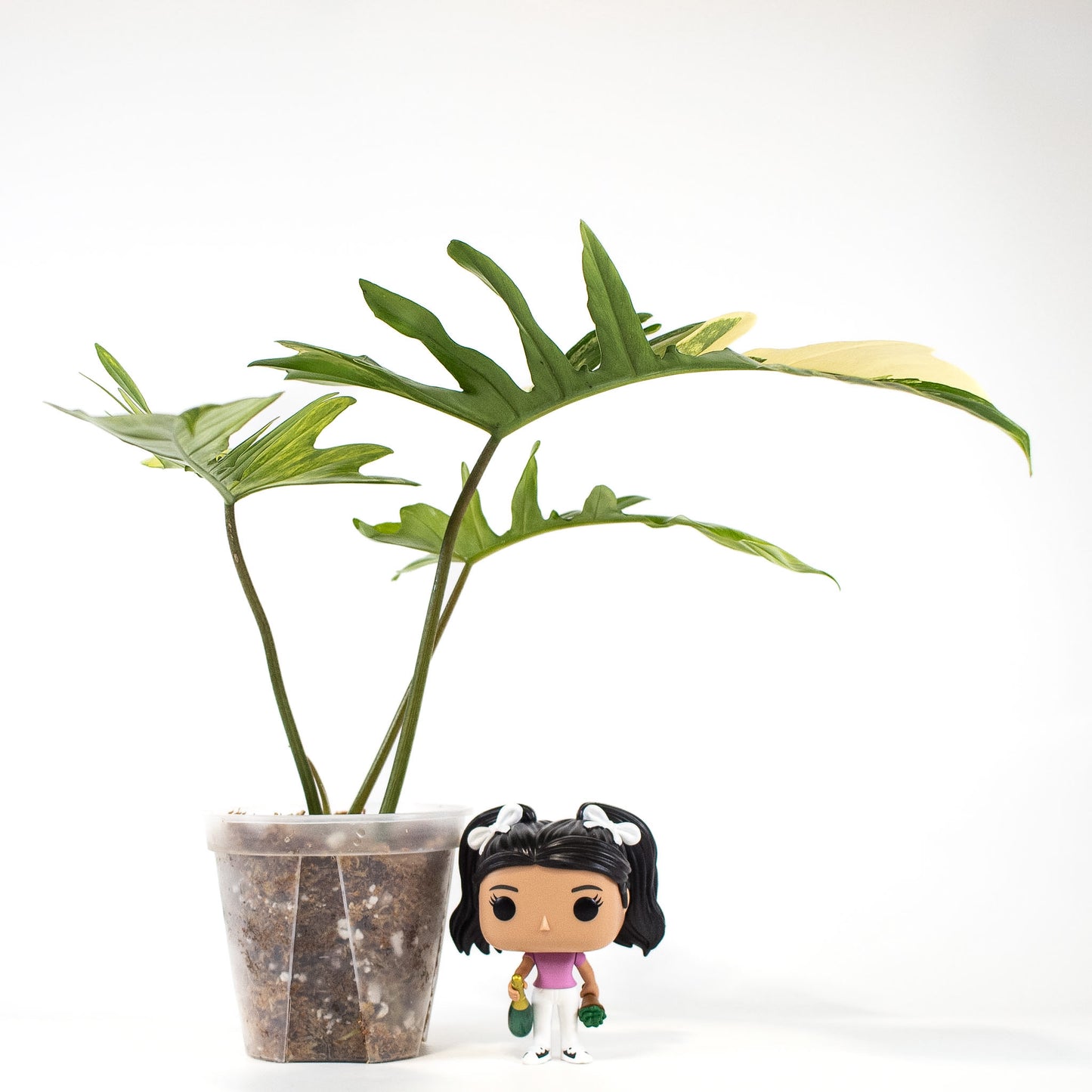 Philodendron Florida Beauty x Mayoi Variegated (2401)