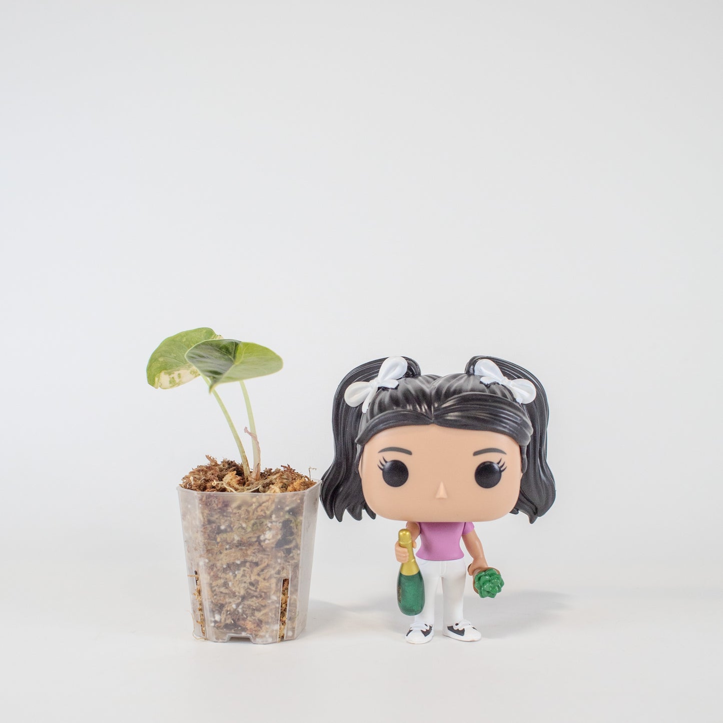 Alocasia Azlanii Aurea (2506)