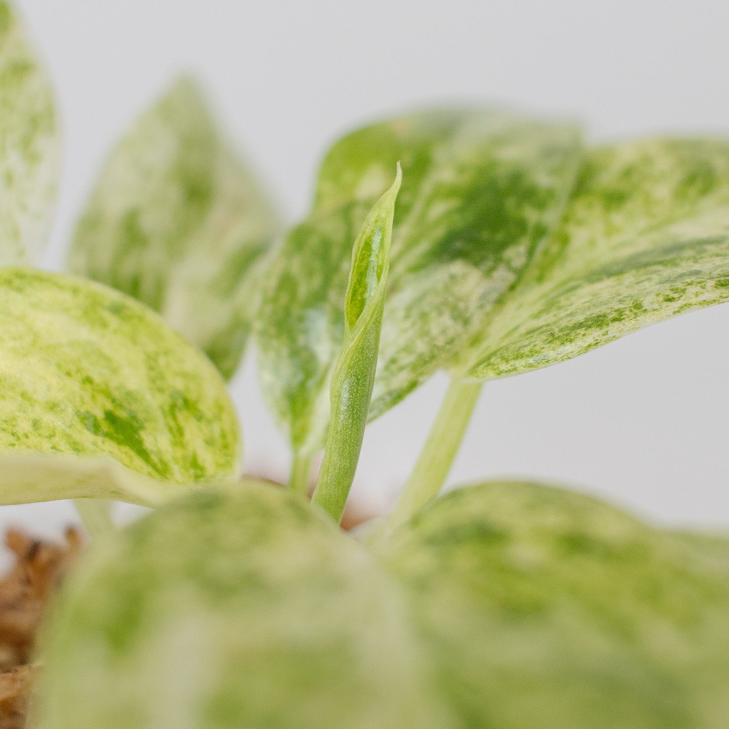 Philodendron Giganteum Blizzard (2516)