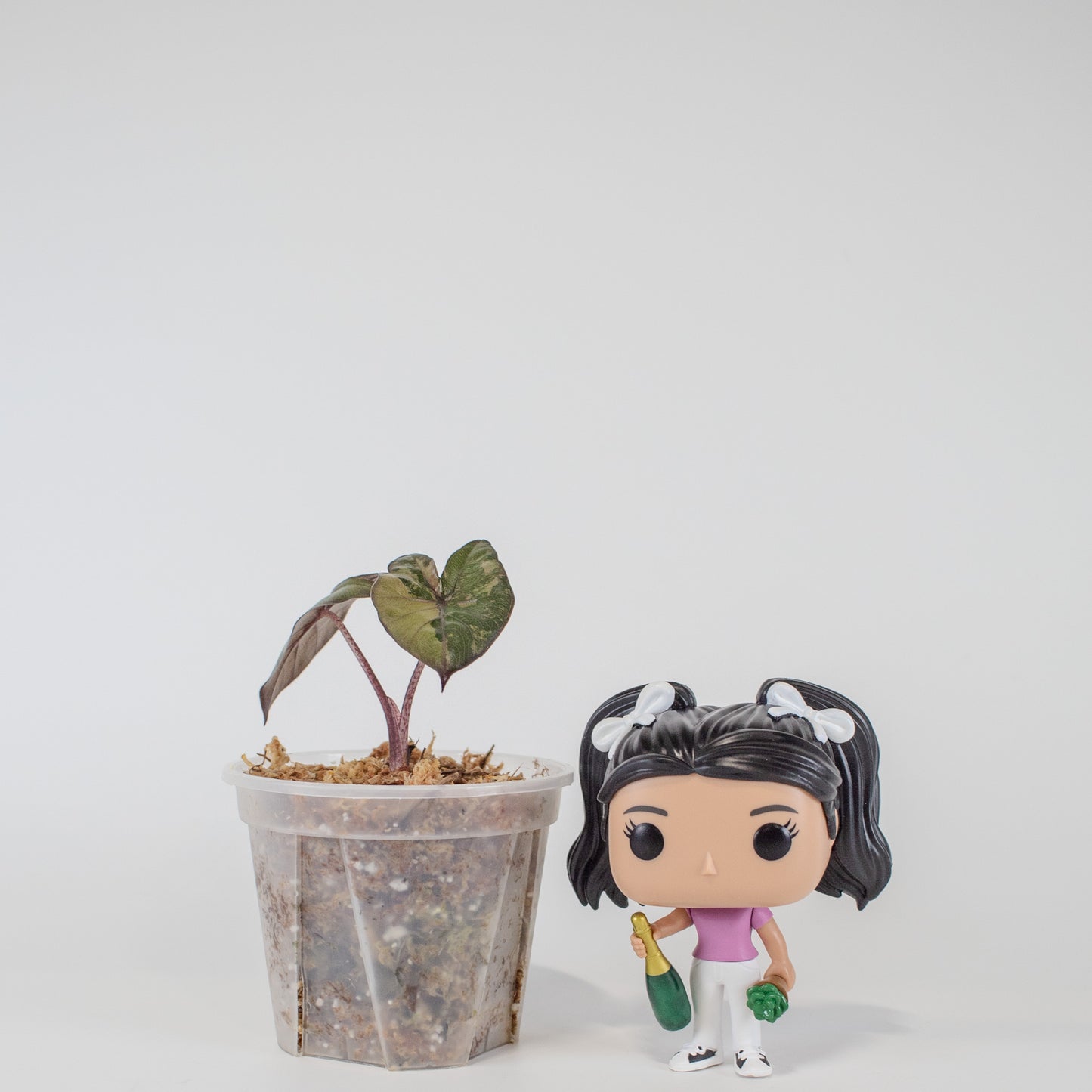 Alocasia Yucatan Princess (2521)
