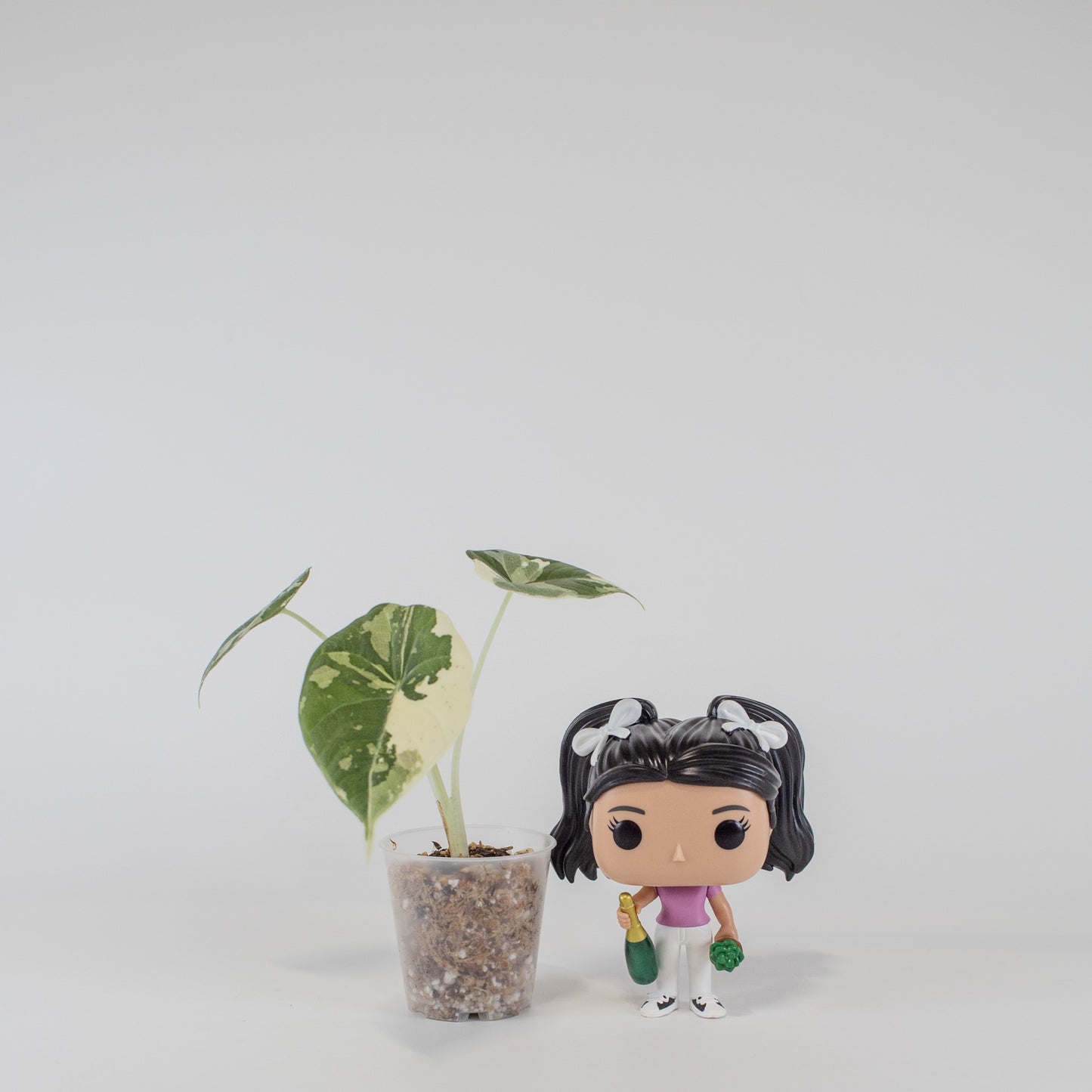 Alocasia 'Maharani' Albo Variegated (2513)